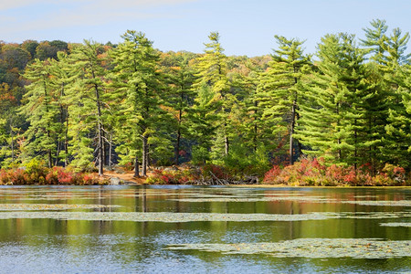 与森林湖的秋天风景荒野明亮的宁静图片