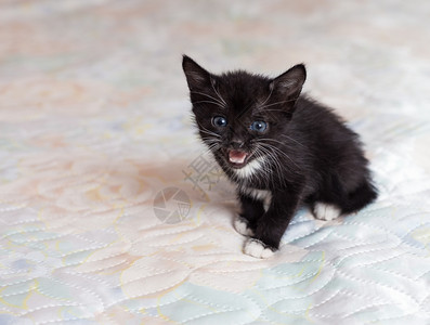 朋友好的白色美丽小黑猫在床上抚摸着边的美丽小黑猫图片