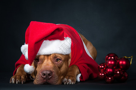 一种黑色的美丽狗穿着Santarsquos服装的斗牛犬狗年黑色背景上的圣诞卡工作室照片狗圣诞贺卡图片