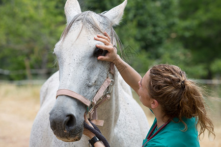 紧急情况药物视觉的兽医对农场一匹马进行目视检查图片