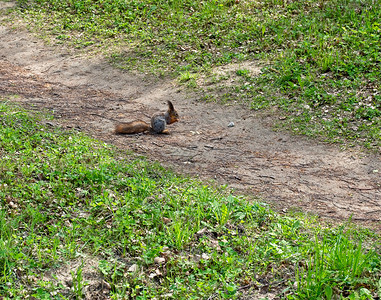 棕色的美丽松鼠在公园里吃坚果松鼠在公园里抓住图片