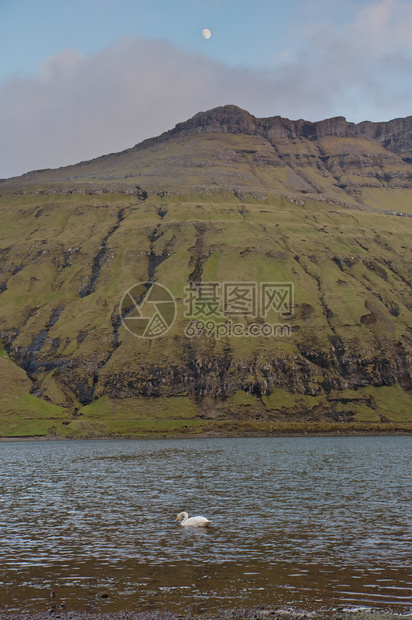 法罗群岛地貌的垂直风景图像由CygnuscygnuswhooperswanSingschwan在湖中游泳以山岳为背景远月亮闪耀在图片