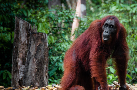 俘虏脸印度尼西亚婆罗洲的雌红毛猩在公园TanjungPuting加里曼丹婆罗洲印度尼西亚看到摆姿势图片