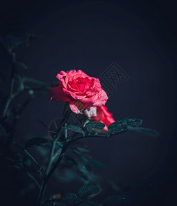 叶子美丽的粉红玫瑰花在园的特写照片中被隔绝装饰盛开图片