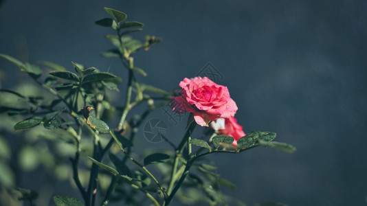 美丽的粉红玫瑰花在园的特写照片中被隔绝单身的情人节概念图片