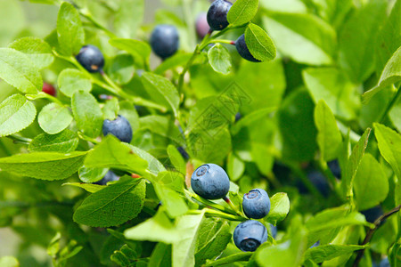 生长中蓝莓可口木头高清图片