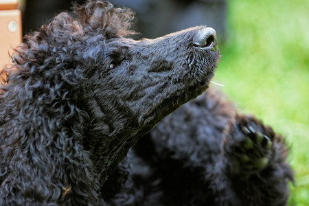 一种毛皮只可爱的黑小狗肖像上面有绿色草坪的表情自然图片