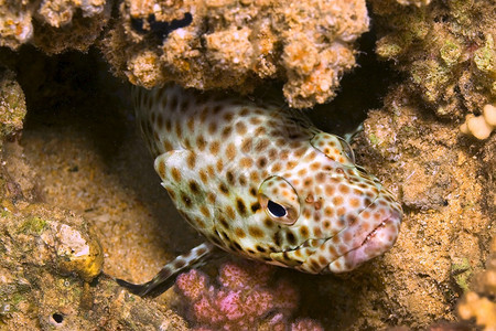 Cephalopholisminiata珊瑚礁红海埃及非洲丰富多彩的水肺图片