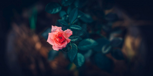 美丽的粉红玫瑰花在园的紧贴图片顶端视中被隔绝情人节假期优雅的图片