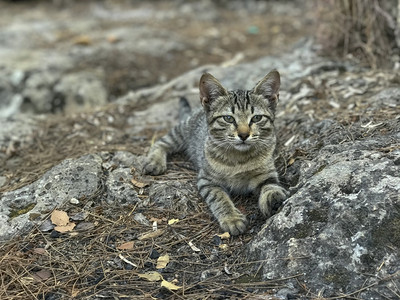 可爱的灰色猫咪坐在石块和叶子上的小猫Kittentattbby在土耳其图片