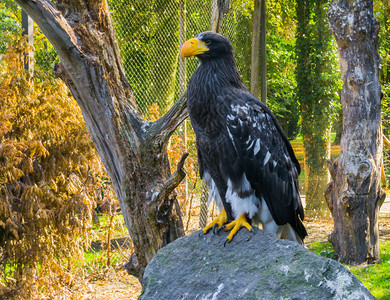 鹰形目少年一只来自日本的大猛禽站在岩石上海鹰的肖像图片