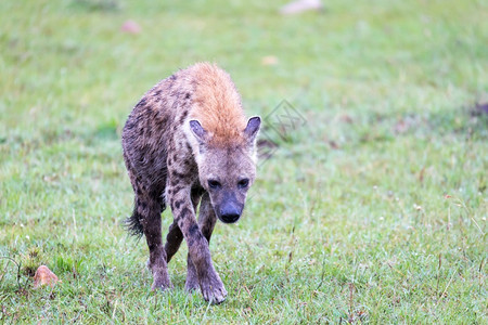 一个土狼在草原散步寻找食物A土狗在草原散步寻找食物一种清道夫番红花图片