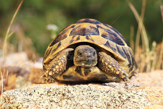 老的濒危地中海希腊乌龟自然环境中的全长动物Testudograeca图片