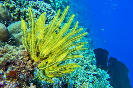 生态动物学海风鞭布纳肯海洋公园布纳肯北苏拉威西印度尼亚洲图片