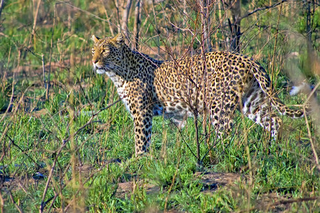 保护豹Pantherapardus克鲁格公园南非洲旅游生物学图片