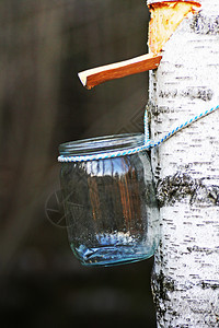 环境俄罗斯户外收集BirchSAP玻璃罐挂在一个Birch的树干上它顺着水沟流过SAP图片