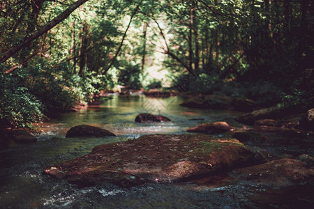 云溪林中一条小河的美丽镜头森林中一条小河的美丽镜头场景图片