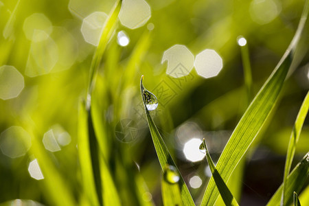 自然阳光照亮的绿草有露水或雨滴反映一片绿草田野生水滴在绿草上紧闭着夏天荒野明亮的高清图片素材