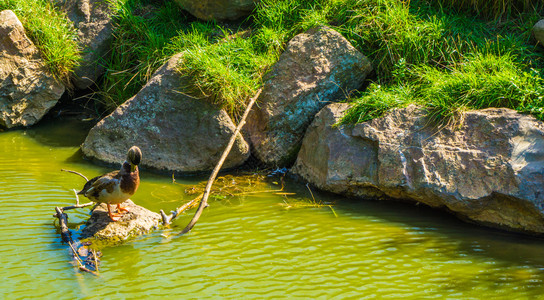 野鸭在水风中岩石摩擦着他的嘴唇景观自然环境图片