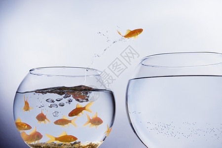 宠物溅起孤独一只金鱼从个小拥挤的碗里跳出来进一个更大的空碗图片