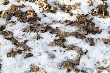 草破碎的植物冬季雪在下后出现冬季的雪流在天飘动季图片