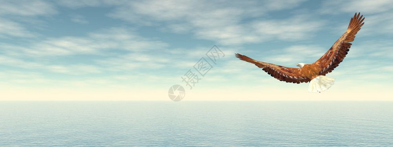 使成为数字的自然秃鹰在海洋上飞向地平线3D使秃鹰飞向地平线3D使图片