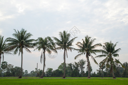 高的街道场地在稻田种植树木天空不明亮图片