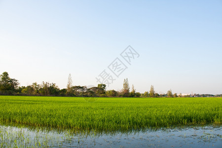 在稻田种植树木天空不明亮食物季节图片