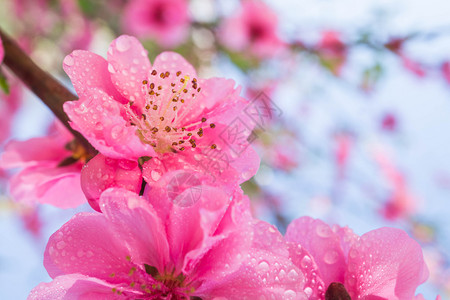 花开半夏李沁粉红羽花开有小滴子雨环境绿色背景