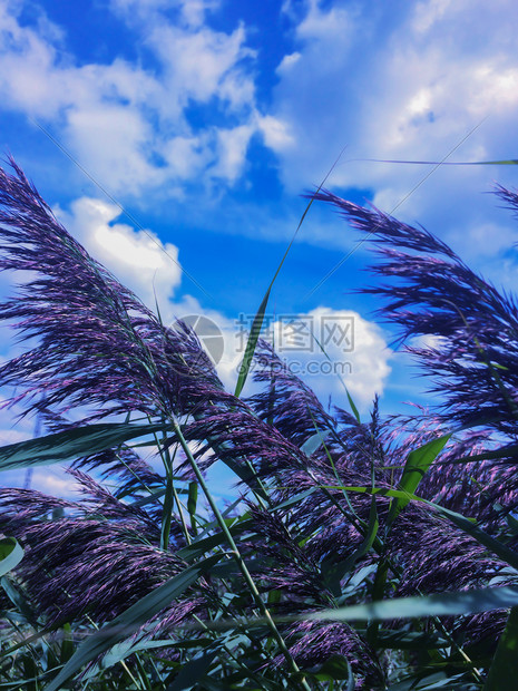 夏月地貌草原覆盖着尖刺绿草和青以对抗云彩丽的天空风白绿草沼泽蓝天空背景高的一种草地图片