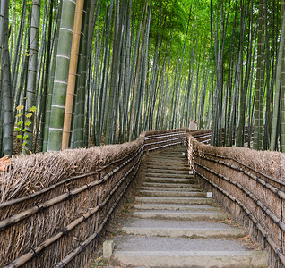 绿竹林在日本京都的亚林山前步念佛寺环境种植园图片