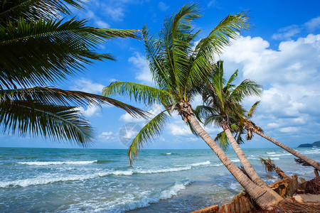 在花椰树和海边的子上美丽的白天时间在泰国昌塔布里海滨的地平线景观户外海滩背景图片