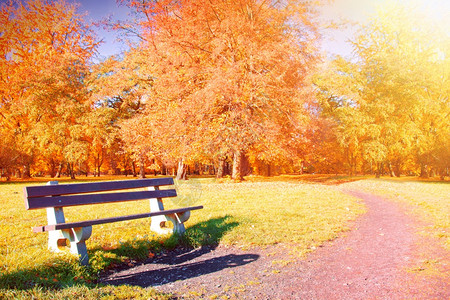 秋天树林公园里的金色落叶背景