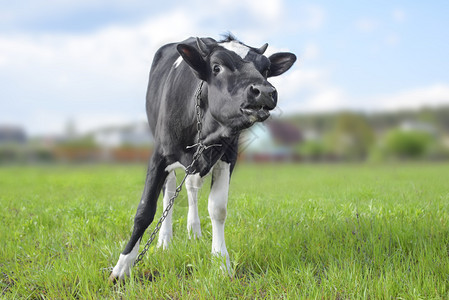 云乳房牛肉黑和白在春草上装着可笑的口罩在紧靠农场动物的牧上长满的年轻牛黑和白在春草上装着有趣的口罩图片