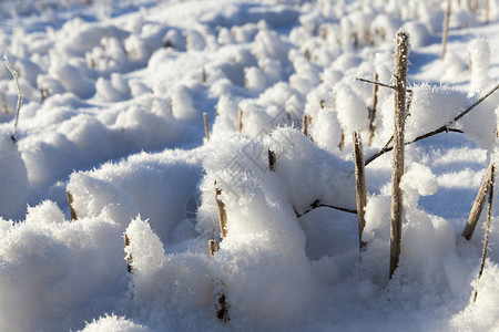 白色的下雪收割谷类作物残茬上尖锐圆形雪帽早上在田野特写的雪黄色图片