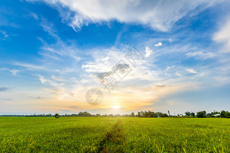户外生长风景优美亚洲各国青田玉米或的美丽环境景观以日落天空背景收成农业丰量校对Portnoy图片