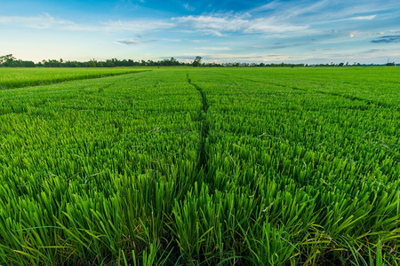 蓝色的阳光粮食美丽绿田玉米或亚洲玉米种植地日落天空背景的农业收成图片