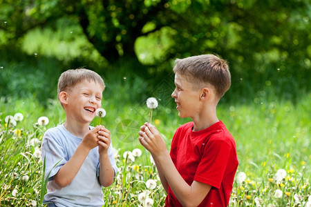 乐趣夏天蒲公英V两个男孩笑吹在花朵V上图片