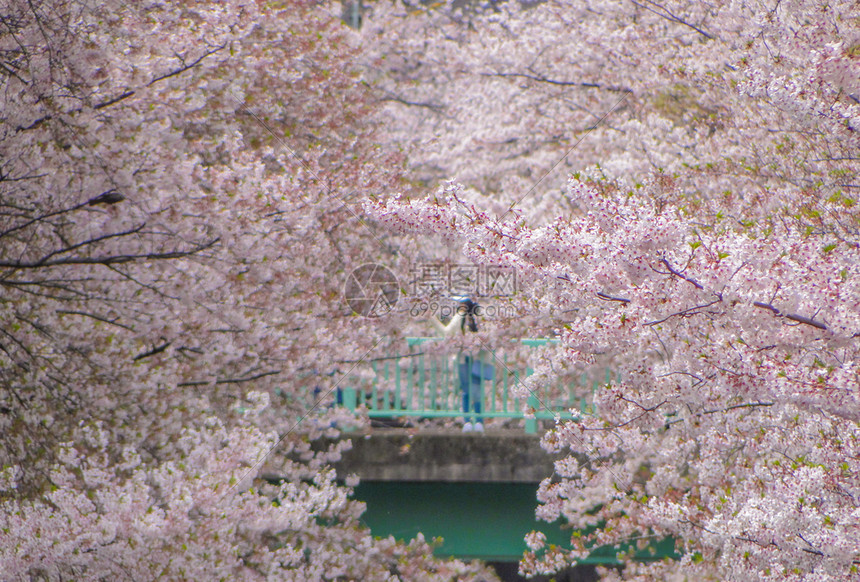 沿着著名的超级江河满天开花的日本粉红樱桃花萨库拉树木河流户外图片