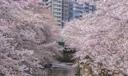 盛开亚洲沿着著名的超级江河满天开花的日本粉红樱桃花萨库拉树年轻的图片