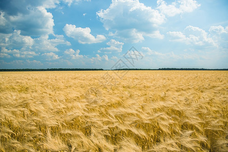 场景食物黄色田地谷作金色田野上的多云天空黄色田地谷物作庄稼图片