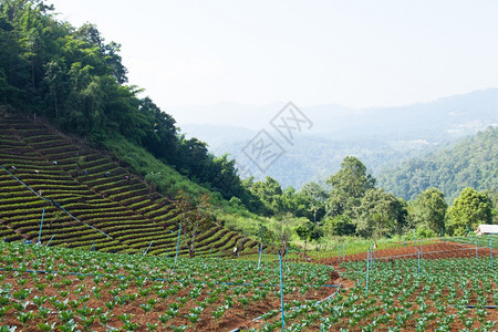 地面山区的农业寒冷的气候和林地耕种利用森地植户外物图片