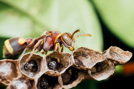 建设Hymenoptera的宏是一大批昆虫由锯木黄蜂蜜和蚂蚁黄色黑组成紧贴在自然质的HymenopteraMacromaofHy图片