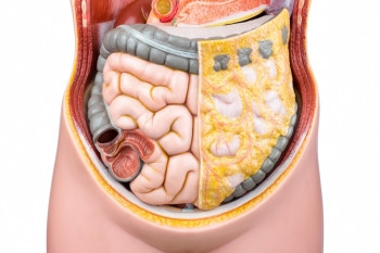 器官或者白本孤立的学校中用于教育的人造肠胃或子工模型在以白色背景隔离的学校中胆量图片