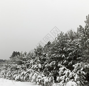 明亮的冬天树木所有东西都被雪和冻霜覆盖自然天气图片