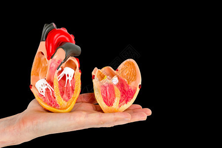 手显示人类心脏模型的内侧分离在黑色背景上血液持有专家图片
