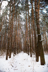 雪后一排排的松树图片