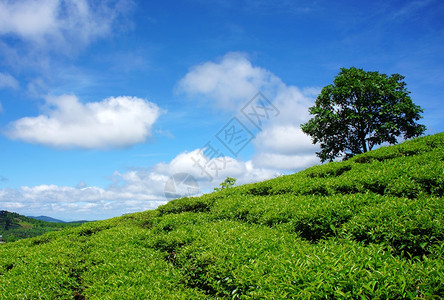 茶叶山上的孤单树在夏天的阴云下空夏季在达拉特乡村绿茶种植园外面美丽的越南之旅和美好景象全爬坡道园林绿化图片