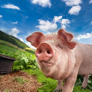 蓝天下山牧场夏季草甸放的可爱猪有机农业自然背景干草耳朵哺乳动物图片