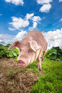 哺乳动物耳朵农田蓝天下山牧场夏季草甸放的可爱猪有机农业自然背景图片